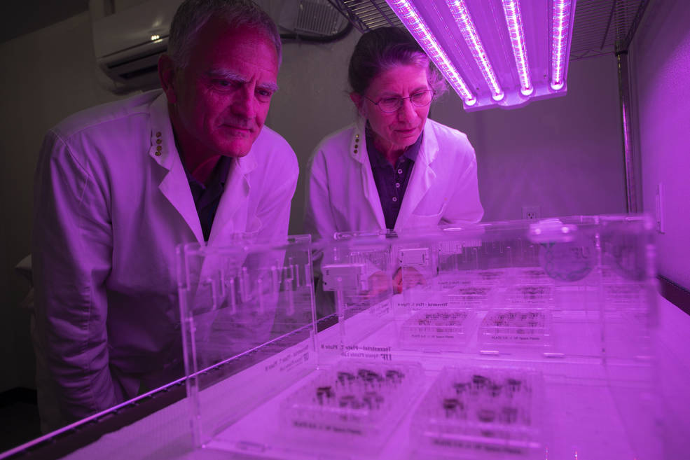 （左起） Ferl 和 Paul 在LED灯下种植种子，这些LED灯调谐到光合植物生长的最佳波长。