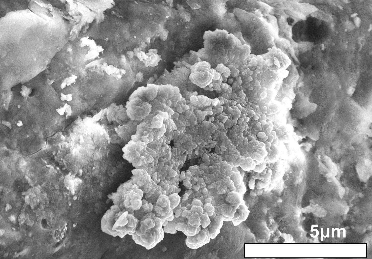 在 Ryugu 样品表面发现的表珊瑚状晶体（电子显微镜图像）。 超细、薄的晶体成堆生长